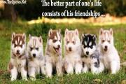 Friendship Quote by Abraham Lincoln