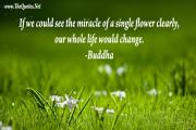 Buddha Quote