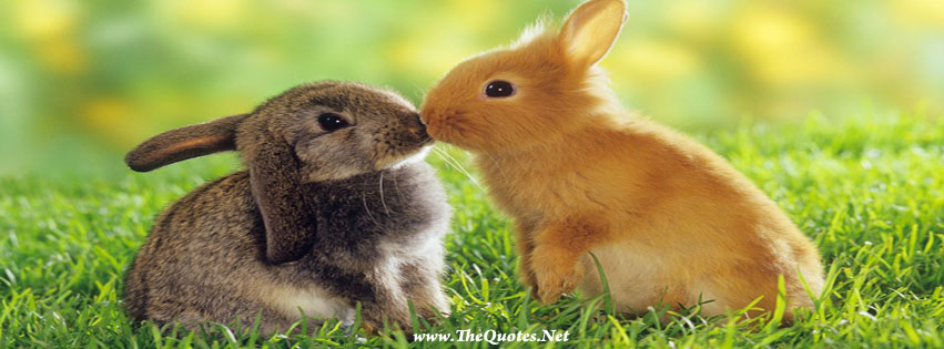 Facebook Cover Image - Rabbit - TheQuotes.Net